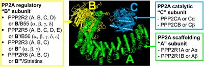 Protein Phosphatase 2A: More Than a Passenger in the Regulation of Epithelial Cell–Cell Junctions